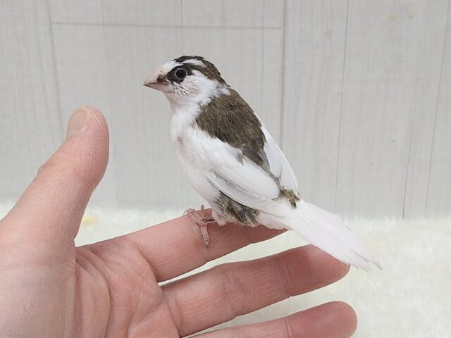 十姉妹（ジュウシマツ）