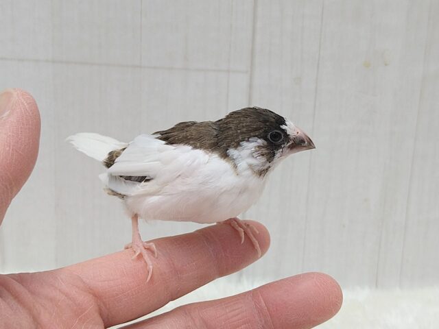 十姉妹（ジュウシマツ）