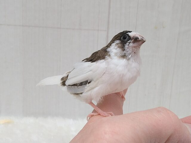 十姉妹（ジュウシマツ）