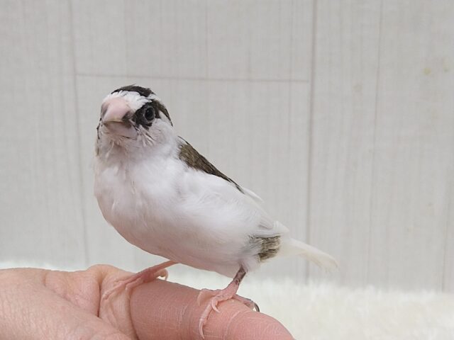 十姉妹（ジュウシマツ）