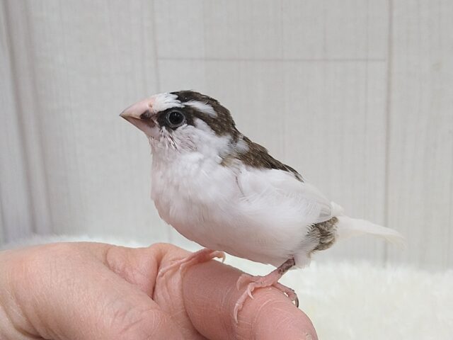 十姉妹（ジュウシマツ）