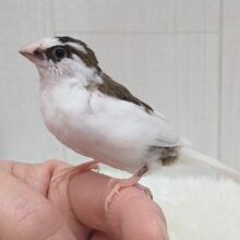 最新画像あります！小粒な美声🎵十姉妹「ひえちゃん」　背中白多め〜