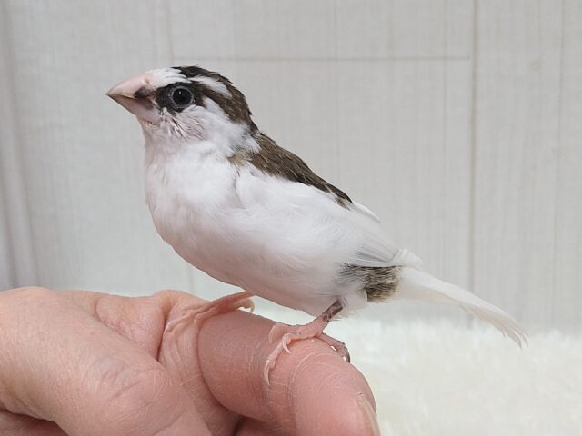 最新画像あります！小粒な美声🎵十姉妹「ひえちゃん」　背中白多め〜