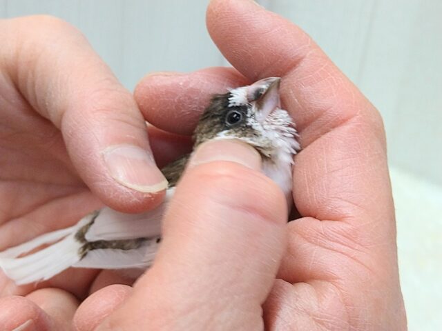 十姉妹（ジュウシマツ）