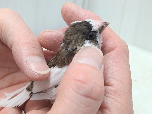 十姉妹（ジュウシマツ）