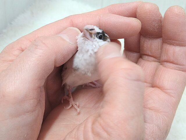 十姉妹（ジュウシマツ）