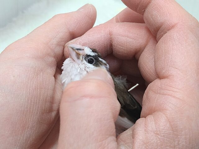 十姉妹（ジュウシマツ）