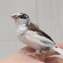 最新画像あります！小粒な美声さん🎵十姉妹「きびちゃん」　背中こげ茶多め〜