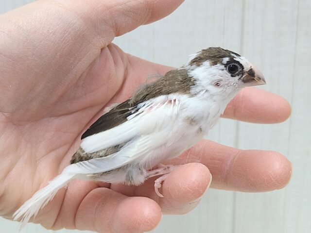 十姉妹（ジュウシマツ）