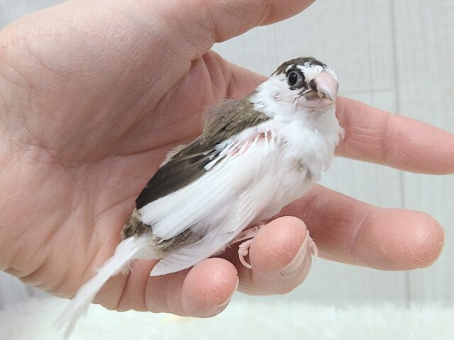 十姉妹（ジュウシマツ）