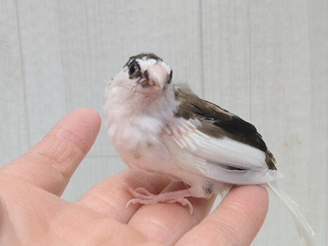 十姉妹（ジュウシマツ）