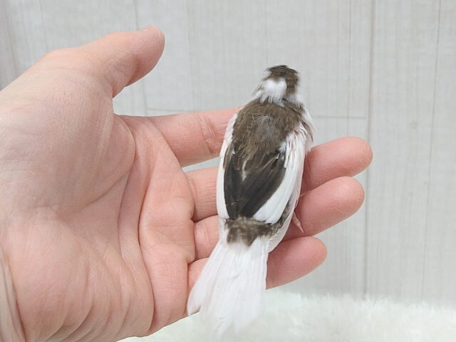 十姉妹（ジュウシマツ）