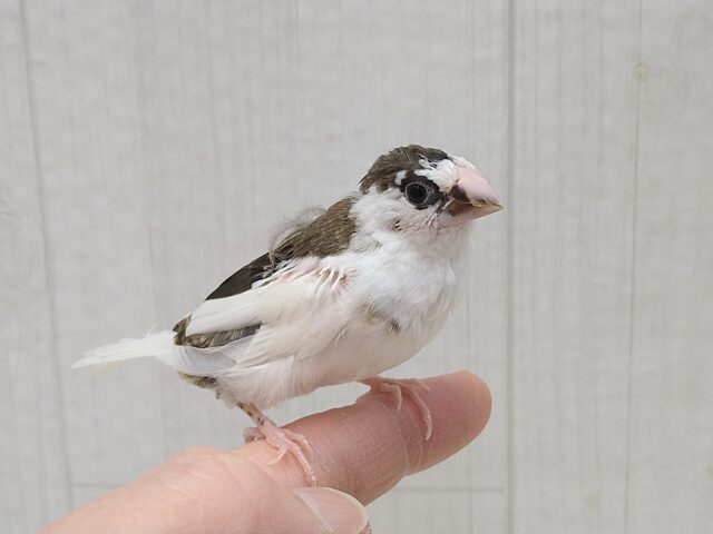 十姉妹（ジュウシマツ）