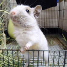 最新画像あります！ﾁｮｺﾁｮｺ~かまってちゃん‼️デグーのホワイトパイド🌟⋆꙳