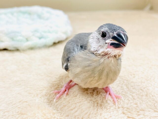 べりべり可愛い白色ほっぺ💕桜文鳥さん❣️(ヒナ) 桜文鳥