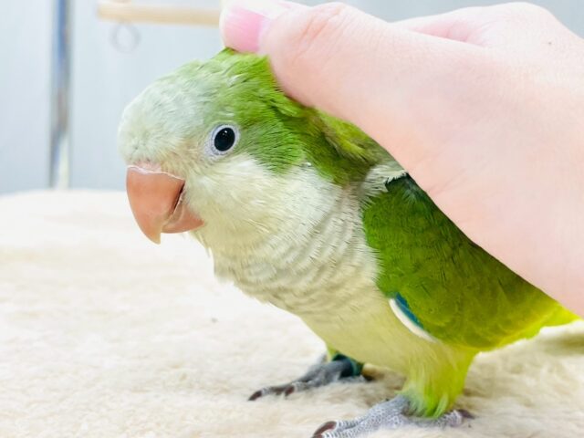 【最新画像】カキカキ時のうっとり顔がたまりません💚オキナインコ(ノーマル) オキナインコ