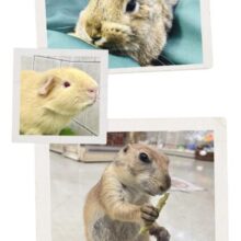 柏店フェア情報～！！　