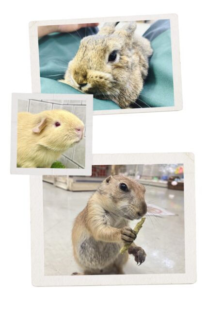 柏店フェア情報～！！　