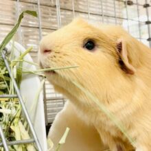 【最新画像】優しいカラーのむちむちボディ♡ロシアンモルモット（男の子）