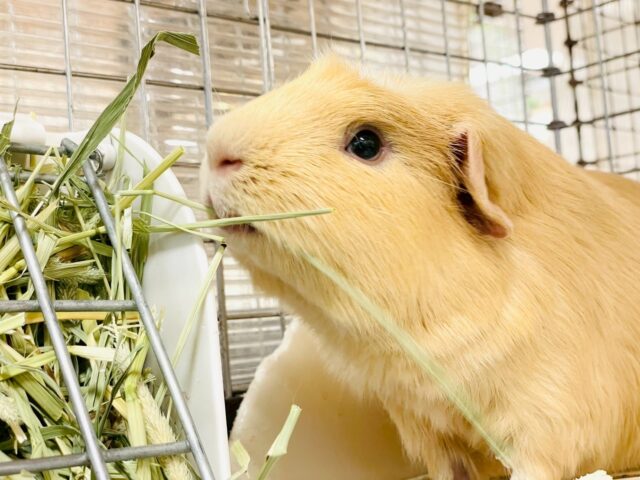 【最新画像】優しいカラーのむちむちボディ♡ロシアンモルモット（男の子）