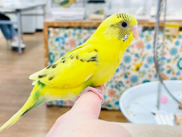 すくすく成長してます❣️☺️セキセイインコ(ハルクイン)ヒナ セキセイインコ