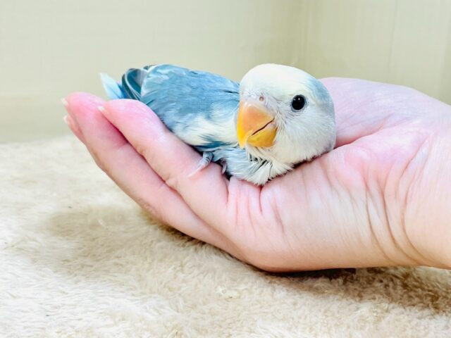 レアで激カワなコザクラインコちゃん❣️(ブルーチェリーパイド)ヒナ コザクラインコ(小桜インコ)
