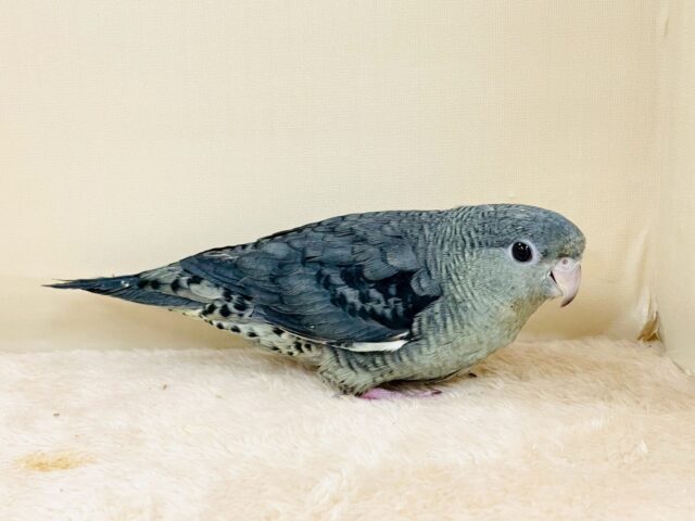 サザナミインコ