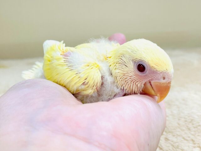 コザクラインコ（小桜インコ）