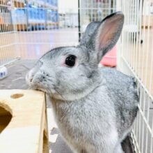 【最新画像】フワフワぬいぐるみみたい🩶ミニウサギ（女の子）