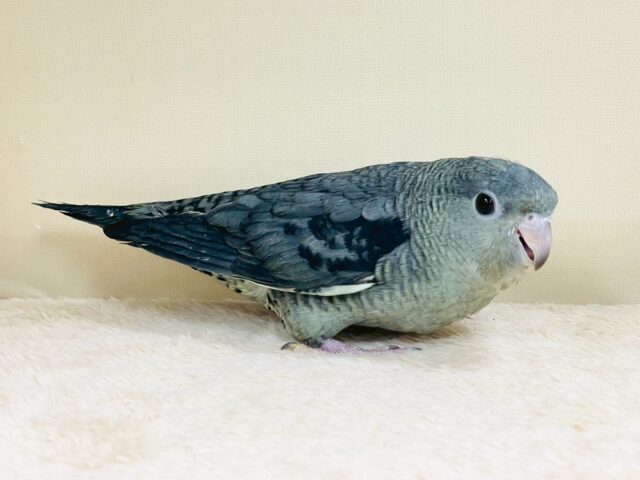 サザナミインコ