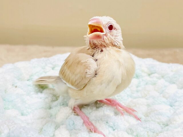 ふんわり暖かカラーでまったり〜☕️🌿シナモン文鳥(ヒナ)