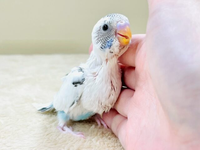 ぴとっ❣️と寄り添い💞セキセイインコちゃん❣️(白ハルクイン)ヒナ セキセイインコ