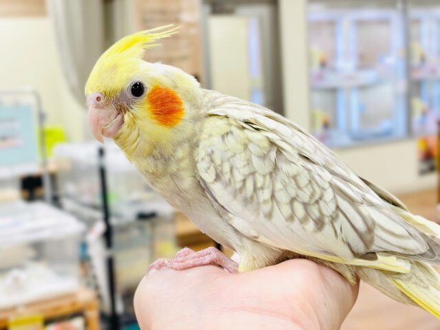 【最新画像】ゴージャスな鱗模様✨️なオカメインコちゃん❣️(シナモンパール)(ヒナ) オカメインコ