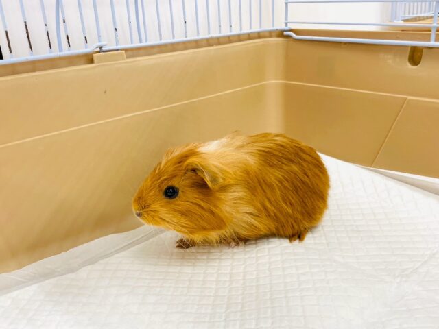 イングリッシュモルモット