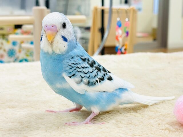 【最新画像】青空のような爽やかカラー🩵セキセイインコ(パイド)ヒナ セキセイインコ