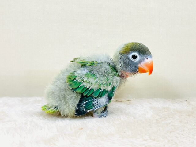 キエリボタンインコ