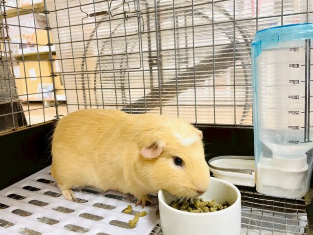 ロシアンモルモット