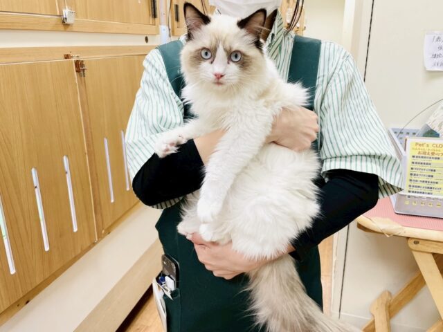 愛嬌たっぷり🎵イケメンラグドールくん ラグドール