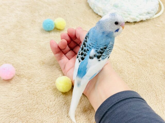 【最新画像】青空のような爽やかカラー🩵セキセイインコ(パイド)ヒナ セキセイインコ