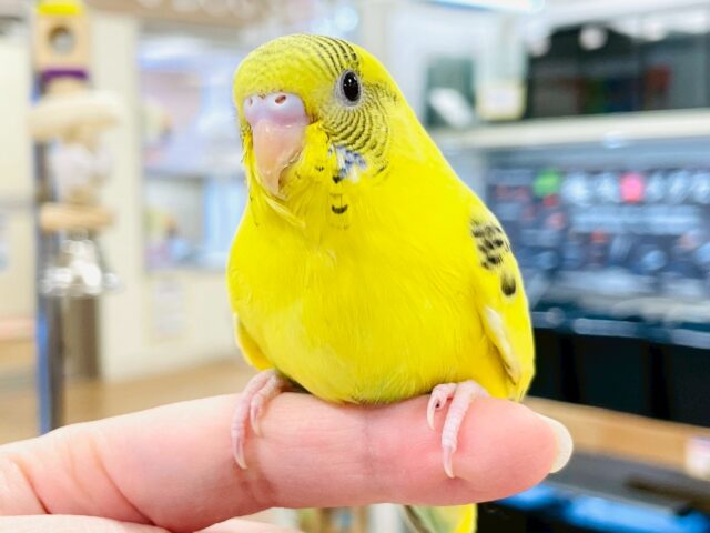 すくすく成長してます❣️☺️セキセイインコ(ハルクイン)ヒナ セキセイインコ