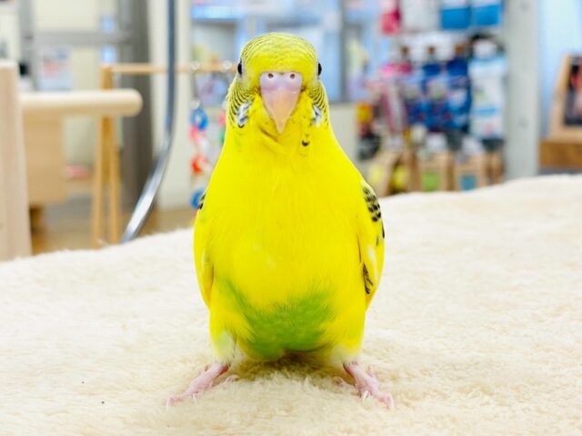 すくすく成長してます❣️☺️セキセイインコ(ハルクイン)ヒナ セキセイインコ