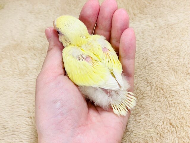 コザクラインコ（小桜インコ）