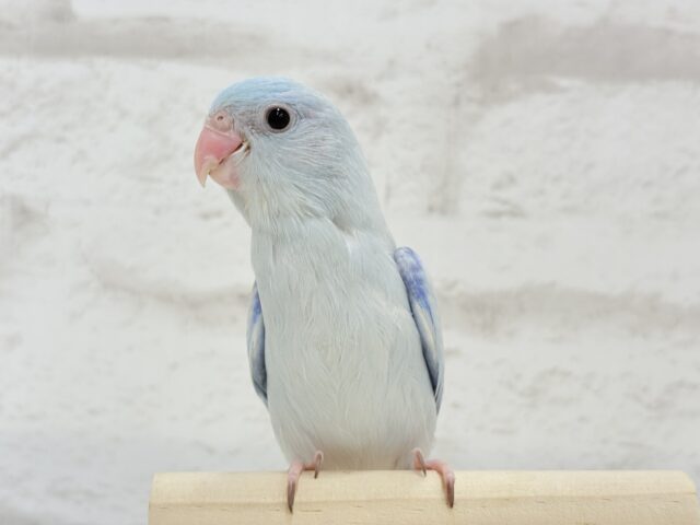 【最新画像更新🪄もうすぐひとり餌☆】アイスブルーの輝き🐣❄️マメルリハ(アメリカンホワイト) ヒナ 男の子 マメルリハ