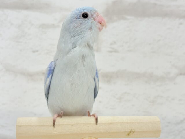 【最新画像更新🪄もうすぐひとり餌☆】アイスブルーの輝き🐣❄️マメルリハ(アメリカンホワイト) ヒナ 男の子 マメルリハ