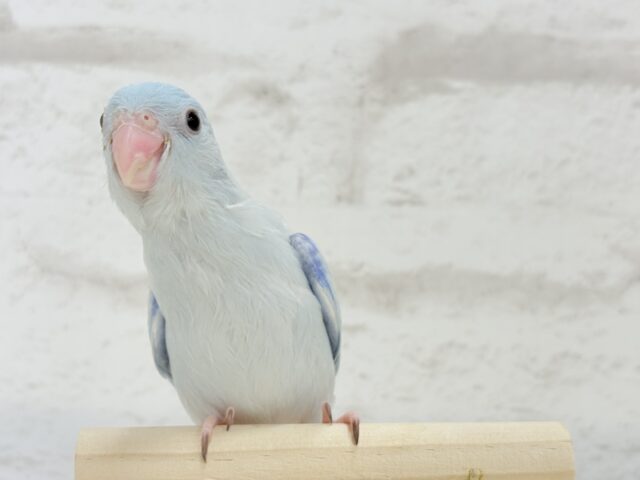 【最新画像更新🪄もうすぐひとり餌☆】アイスブルーの輝き🐣❄️マメルリハ(アメリカンホワイト) ヒナ 男の子 マメルリハ