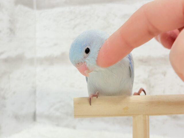 【最新画像更新🪄もうすぐひとり餌☆】アイスブルーの輝き🐣❄️マメルリハ(アメリカンホワイト) ヒナ 男の子 マメルリハ