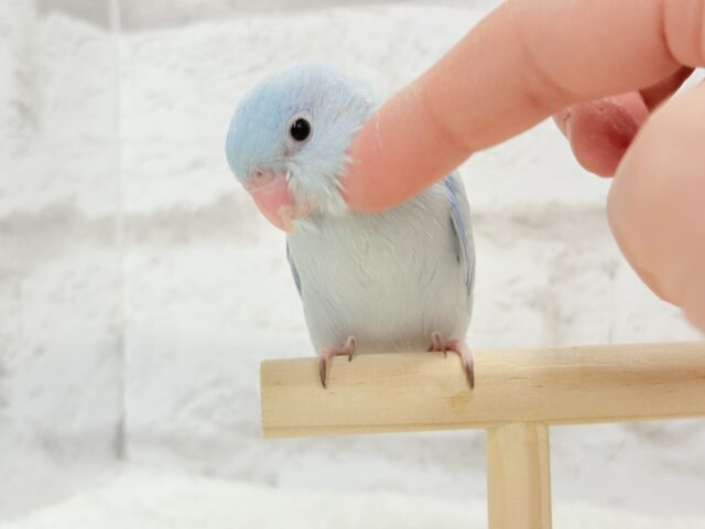 【最新画像更新🪄もうすぐひとり餌☆】アイスブルーの輝き🐣❄️マメルリハ(アメリカンホワイト) ヒナ 男の子 マメルリハ