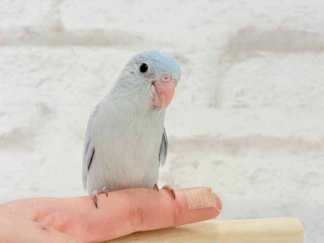 【最新画像更新🪄もうすぐひとり餌☆】アイスブルーの輝き🐣❄️マメルリハ(アメリカンホワイト) ヒナ 男の子 マメルリハ