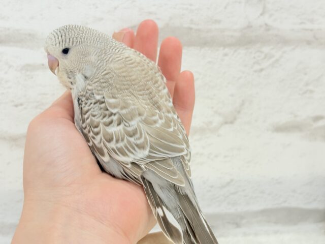 ジャンボセキセイインコ