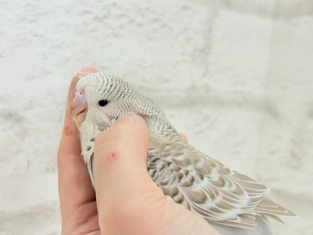 ジャンボセキセイインコ